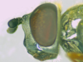 Platycheirus fulviventris
